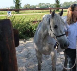 Power Horsemanship. Ontspannen werken vanaf de grond met je paard