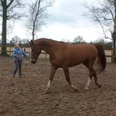 Cursus Longeren zonder bijzet