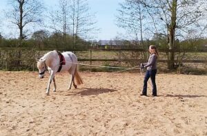 Trainen en longeren aan de dubbele lange lijnen