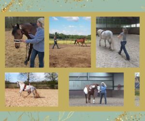 werken vanaf de grond met je paard